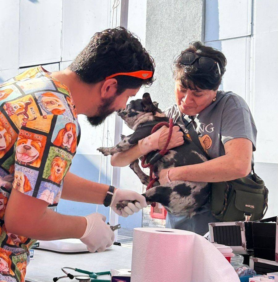 Realizarán operativo social para mascotas a bajo costo en Villa John Wall de Arica
