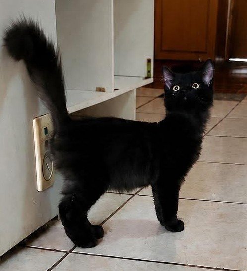 Luna 🔴 Perdida