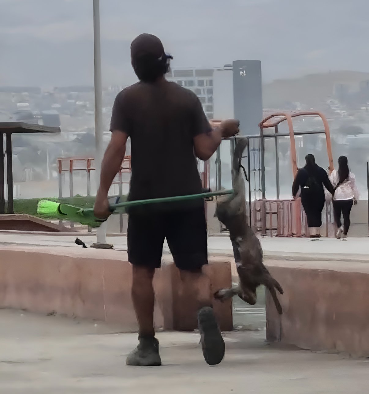 SAG verifica denuncia por liebre en Playa Las Machas y no atribuye su muerte a acción de caza