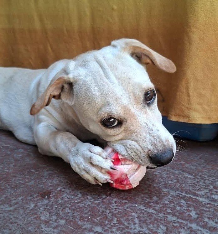 Daisy 🟢 En adopción